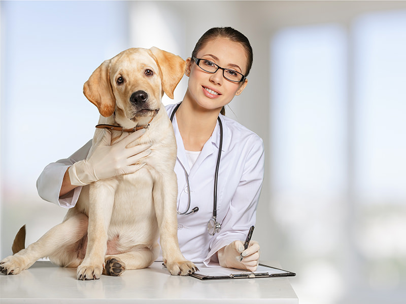Female Vet with Dog