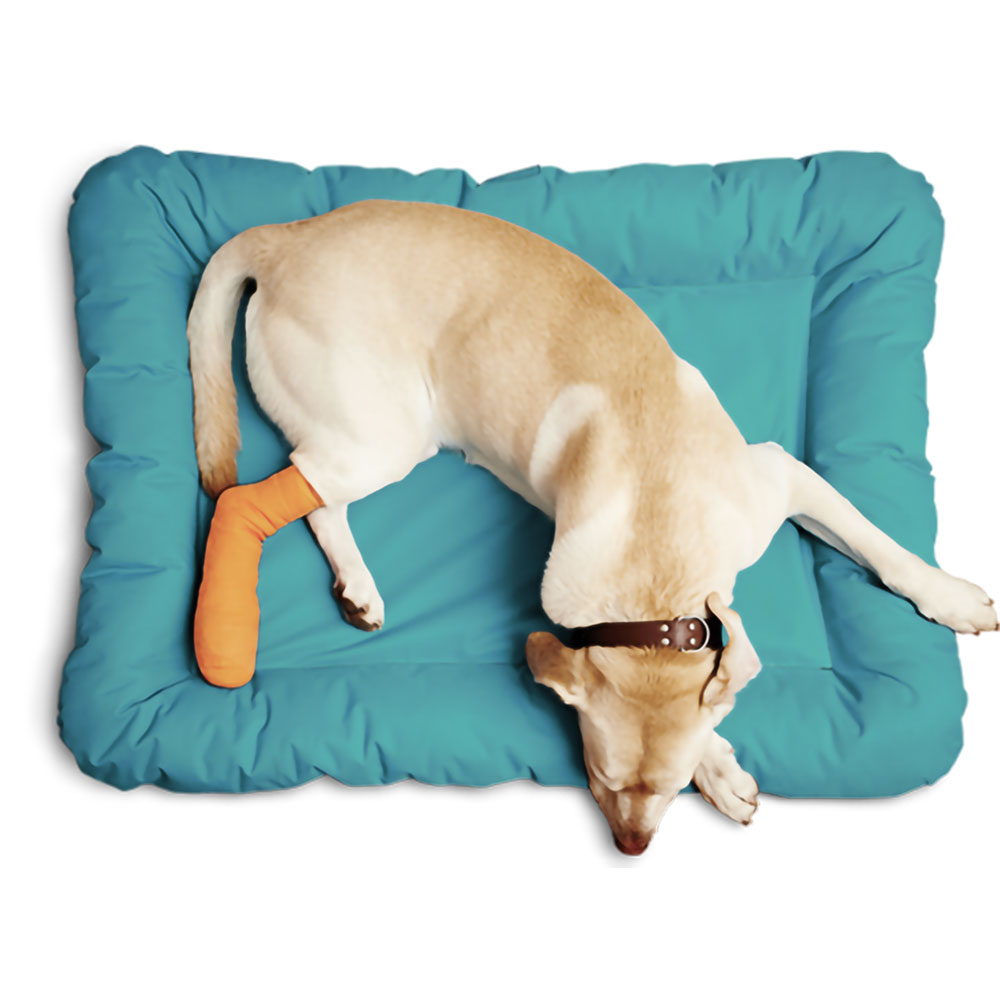 Internare-Centrul-Veterinar-Domenii